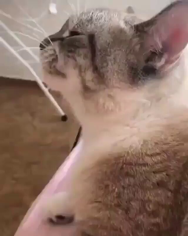 Punch Cat - https://t.co/kLLDQF3hN2