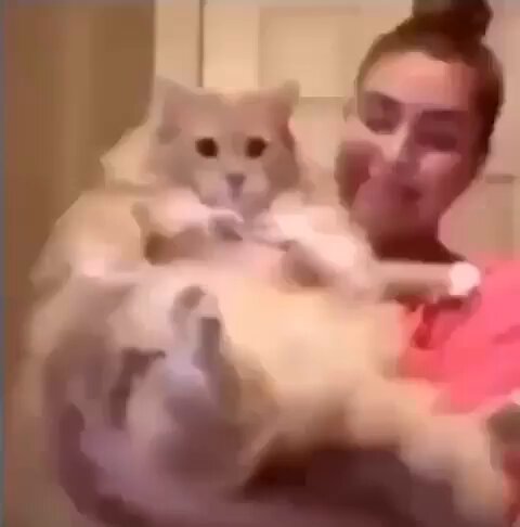 Punch Cat - https://t.co/Rir2Vg9GpC