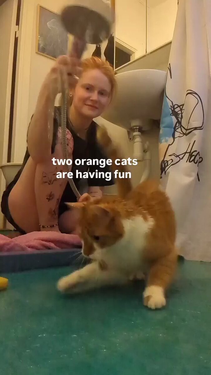 Punch Cat - https://t.co/bnu9kwyIRb