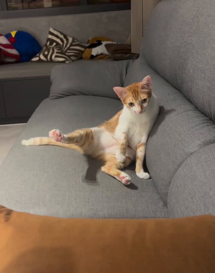 CAT LOVERS - https://t.co/5Q0SPRBpnX