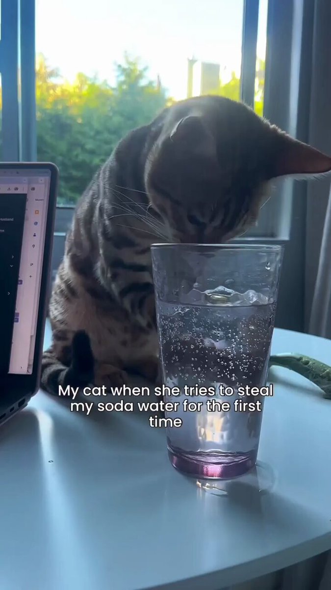 Punch Cat - https://t.co/XhAXKAYikS