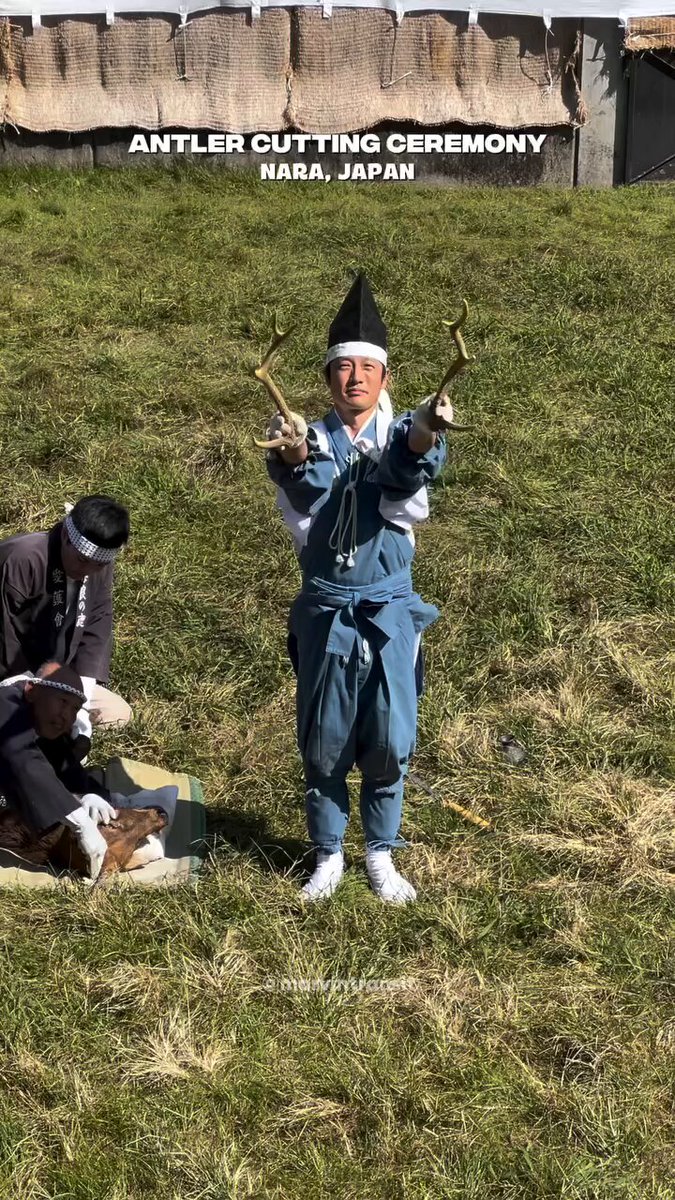Science girl - The annual antler cutting ceremony in Nara, where deer antlers are tr...