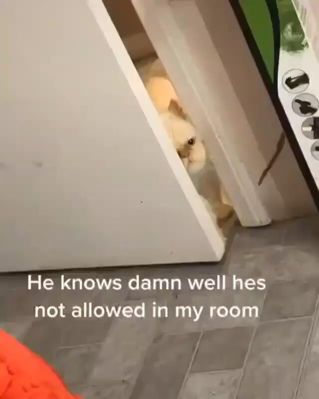 Punch Cat - https://t.co/GANZmtFpCf
