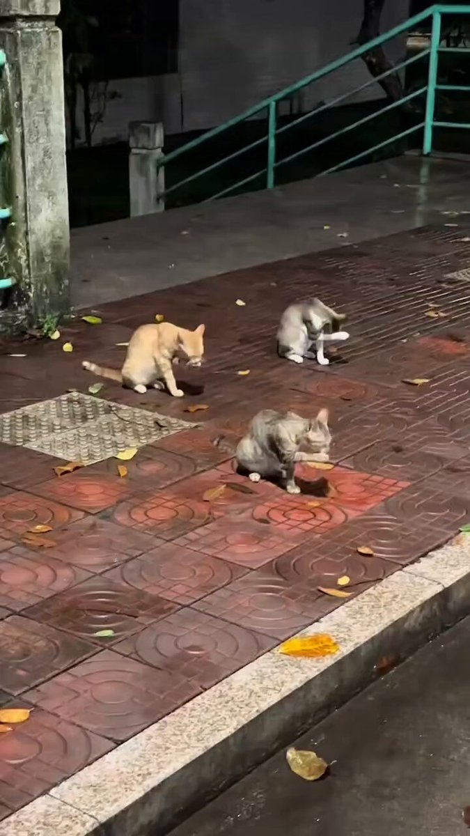 CAT LOVERS - https://t.co/bOQH2O4sD9