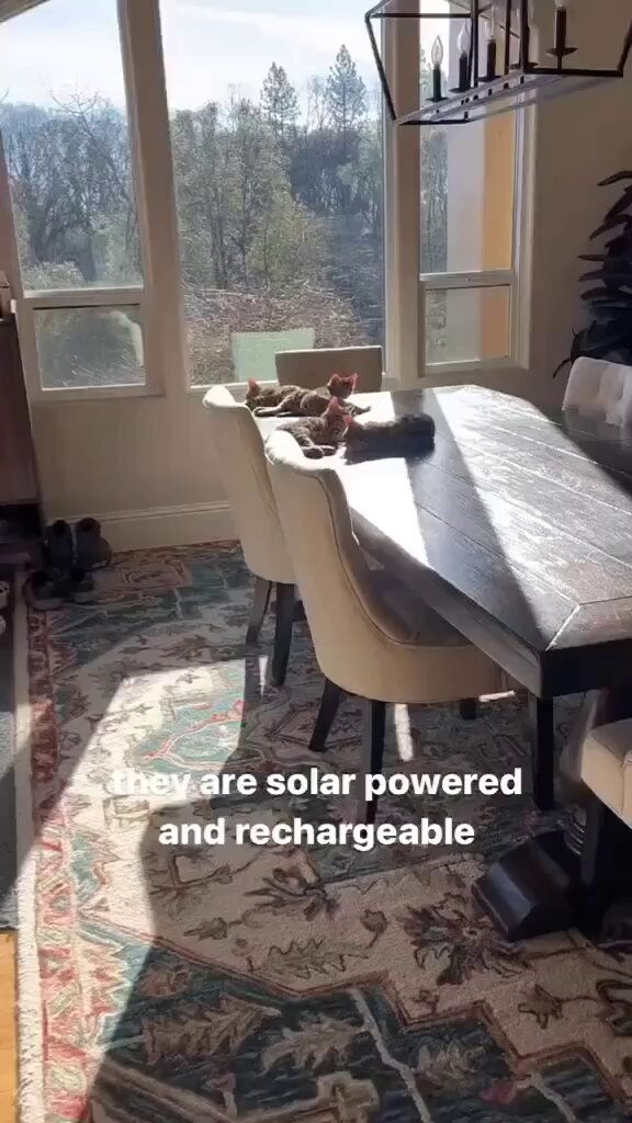 Punch Cat - https://t.co/RcfZO112r6