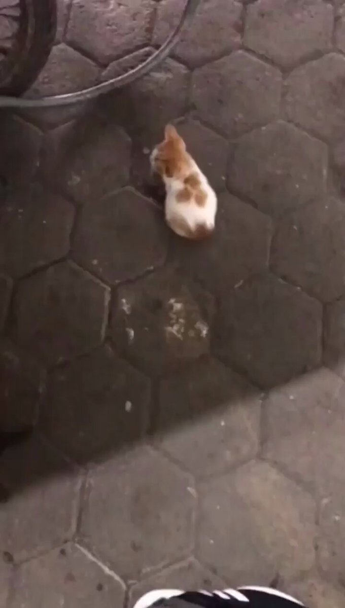 Punch Cat - https://t.co/ARSQ7GLJoM