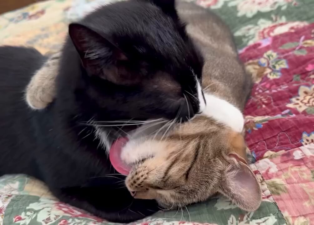 CAT LOVERS - https://t.co/sPMhe78Quh