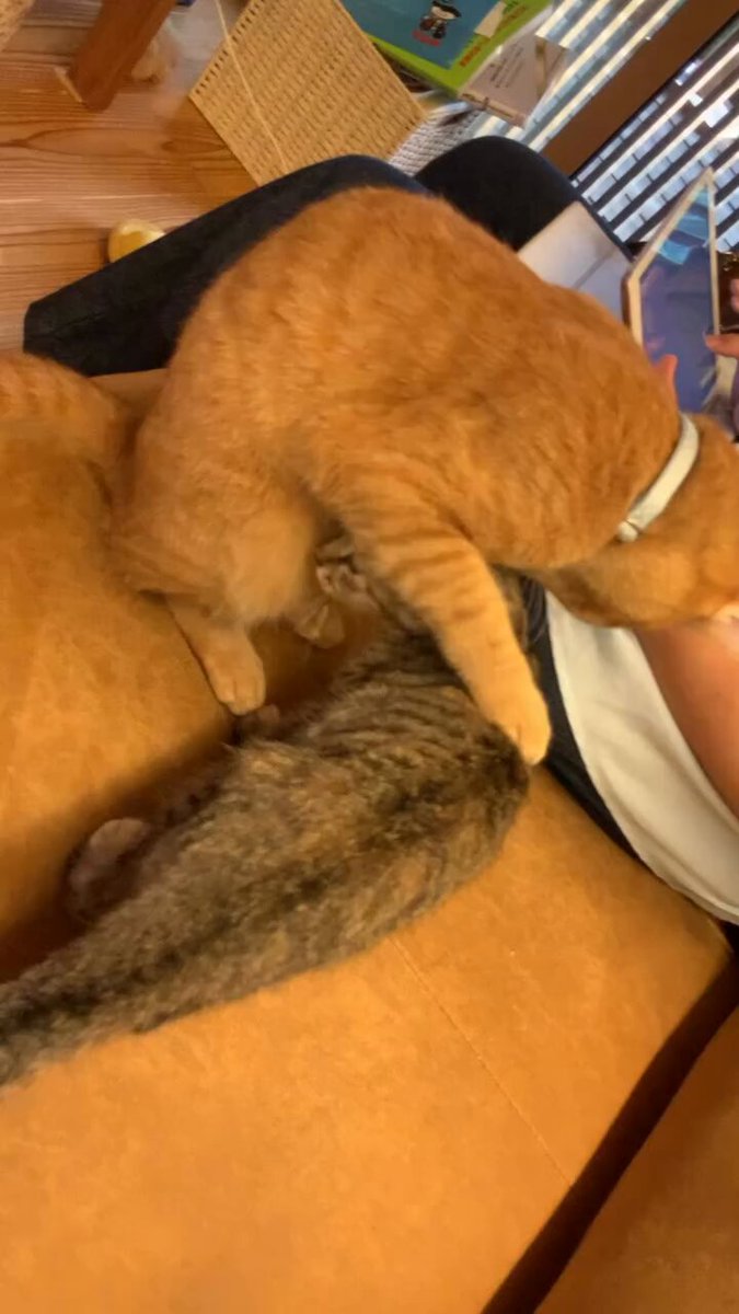 CAT LOVERS - https://t.co/5fxaG7RW6a
