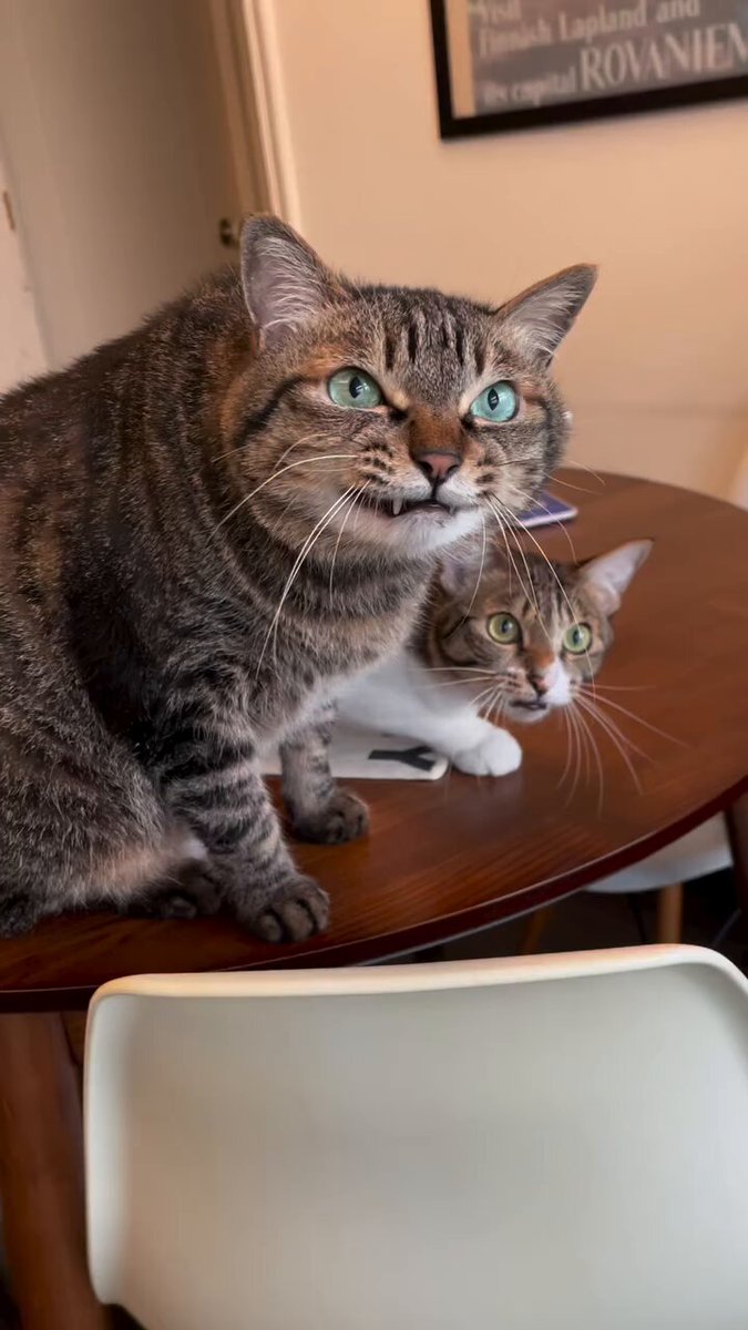 CAT LOVERS - https://t.co/d5RmiV28Kc