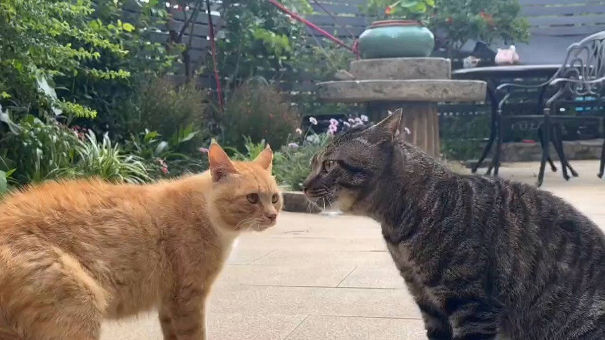 CAT LOVERS - https://t.co/6NdDh3e8tU