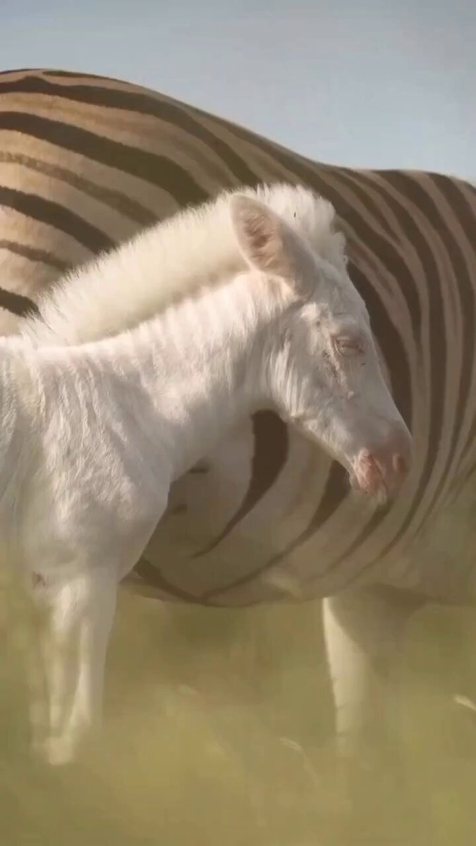 Science girl - An extremely rare white Zebra