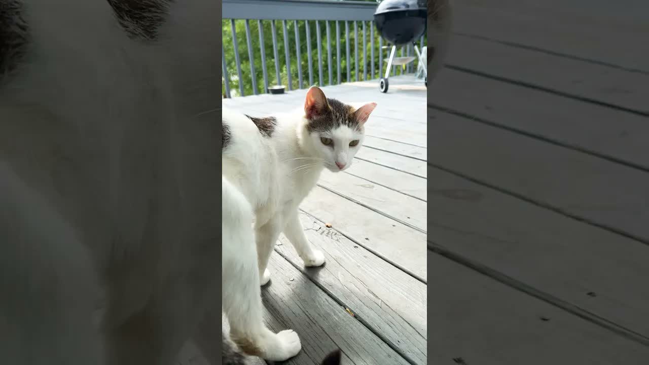 Cute BaaBaa 🐈 #cats #cute #shorts #fyp #funny #cuteanimals #catsofyoutube