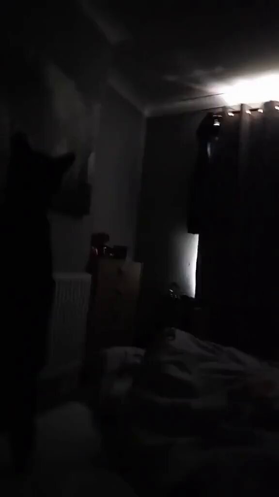 Punch Cat - https://t.co/AoiwMMj1vs