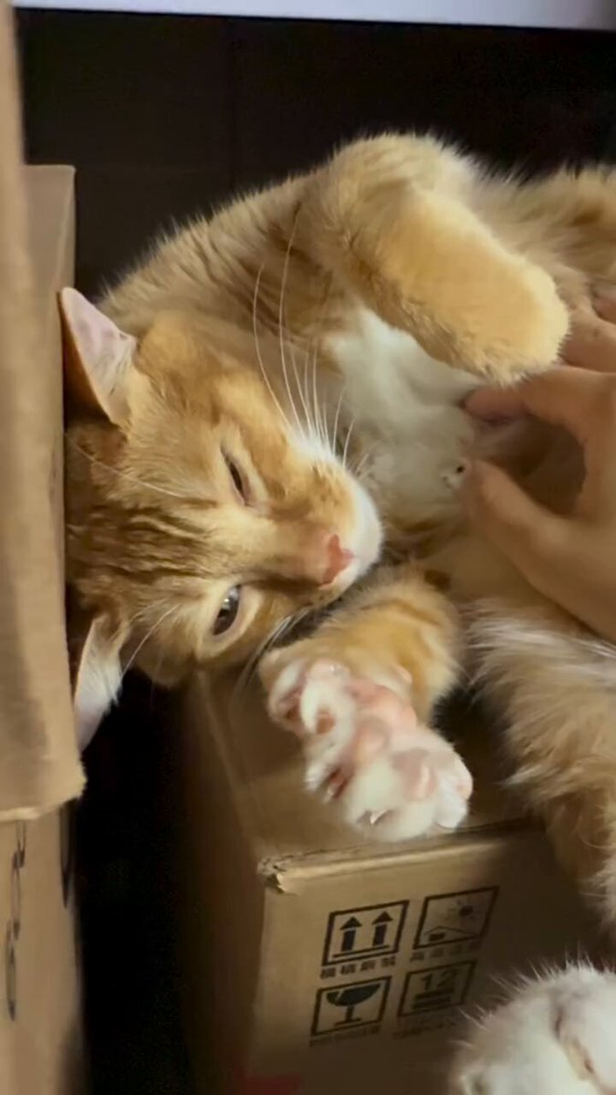 CAT LOVERS - https://t.co/EO3LGDAvgj