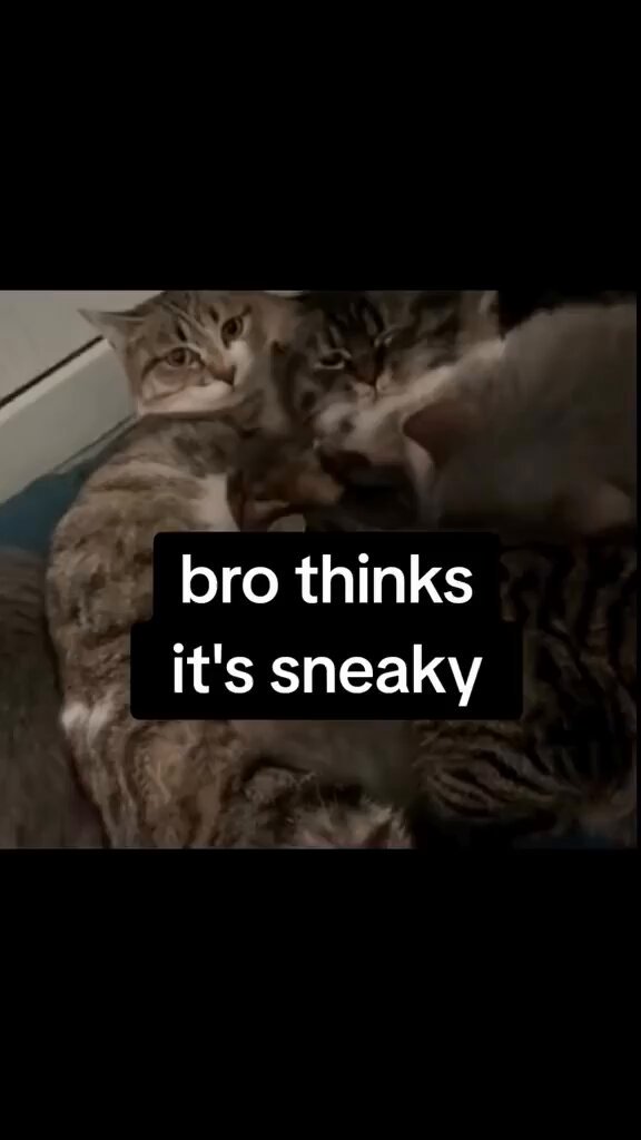 Punch Cat - https://t.co/pVr3fZ6PyY