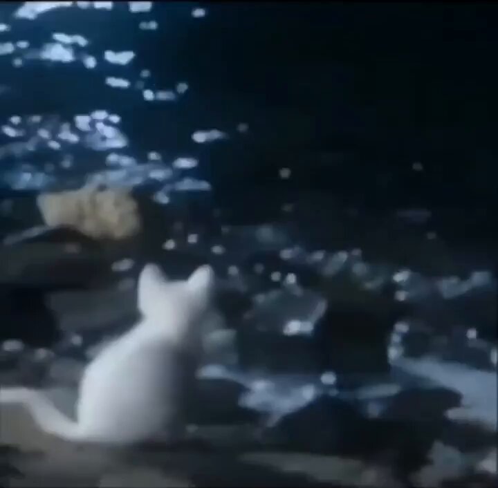 Punch Cat - https://t.co/LOLEqnfW6h
