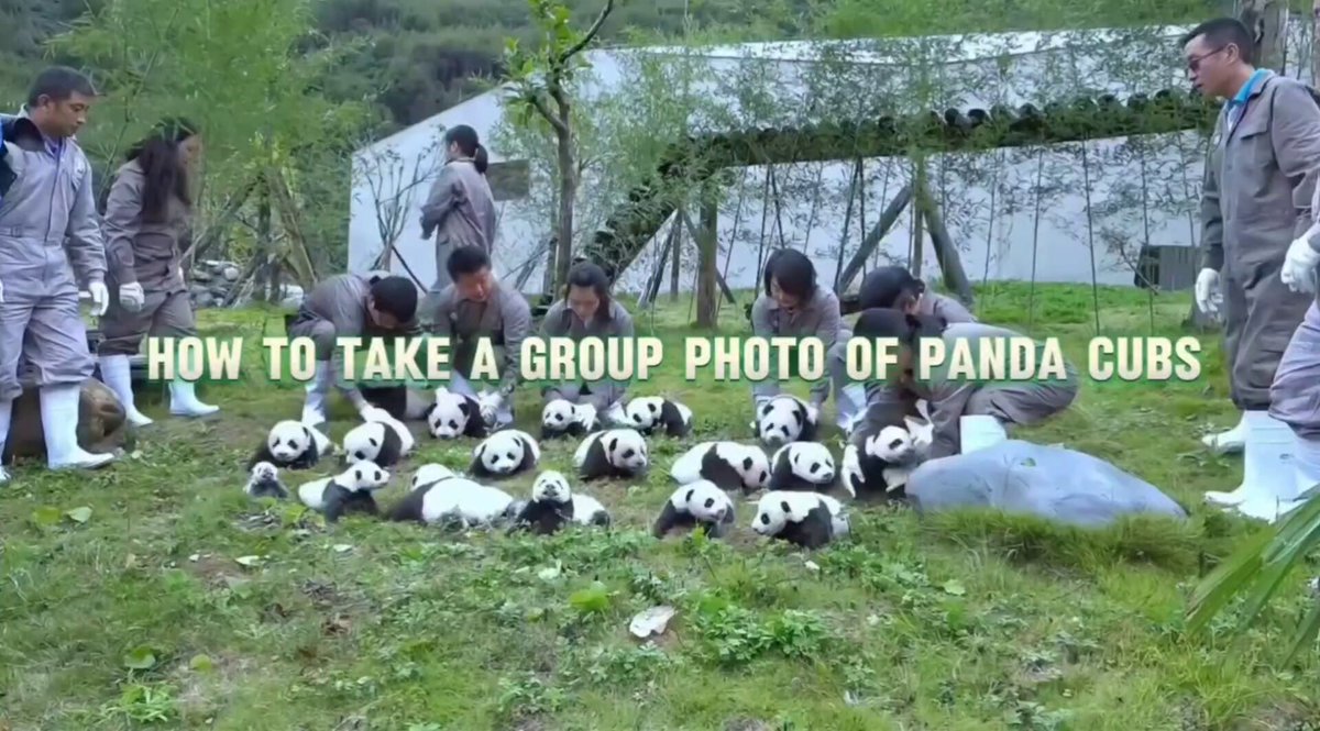 Nature is Phenomenal - Adorable giant panda cubs are showing up together-too cute to handle!...