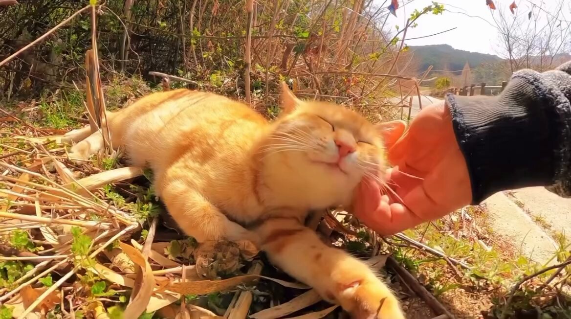 CAT LOVERS - https://t.co/yGsoLpQv0s