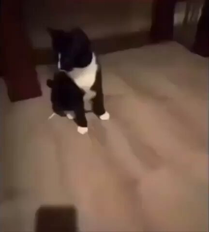 Punch Cat - https://t.co/MkwekHNBXt