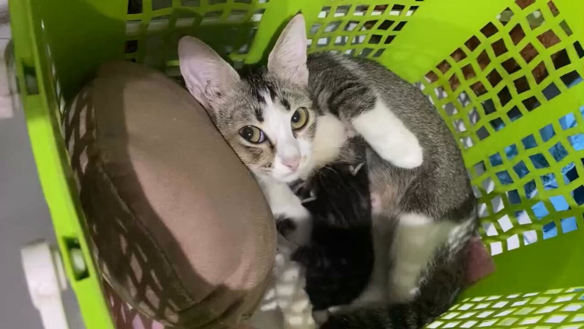 CAT LOVERS - https://t.co/kJXLLkXxZZ