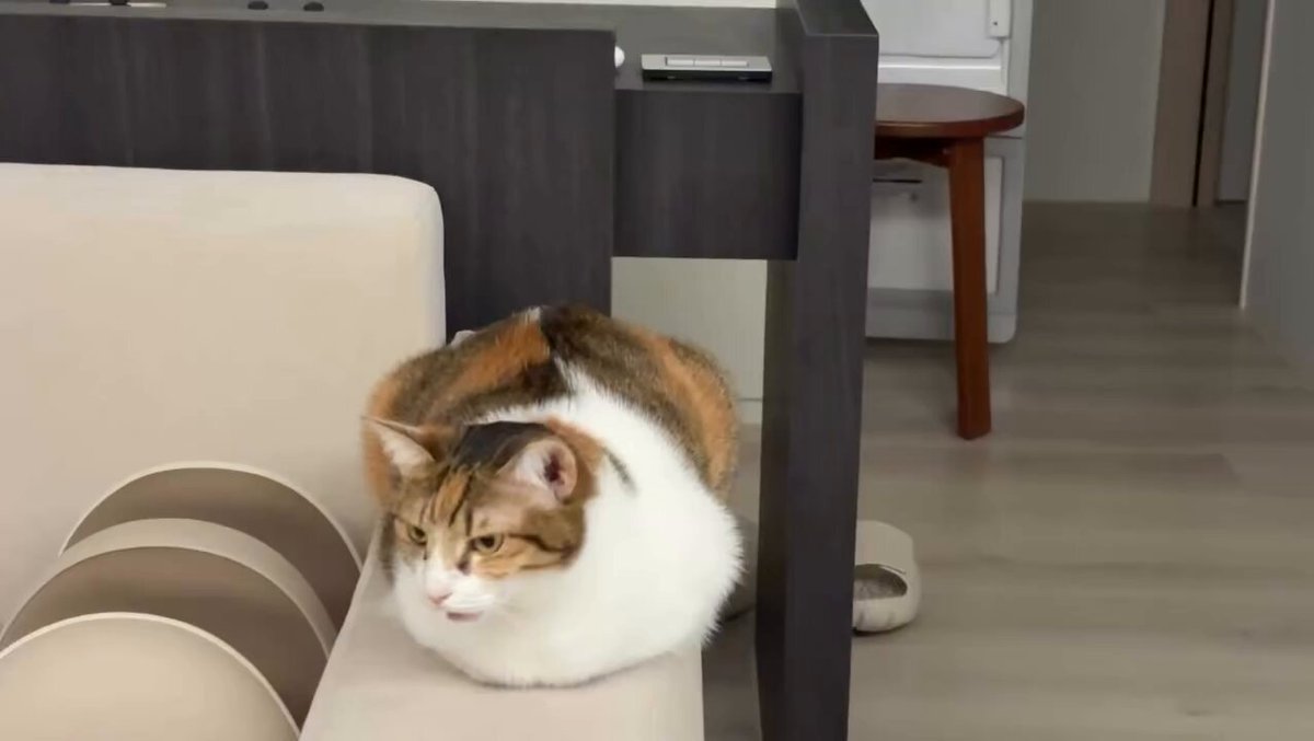 CAT LOVERS - https://t.co/2xBEld6Hji