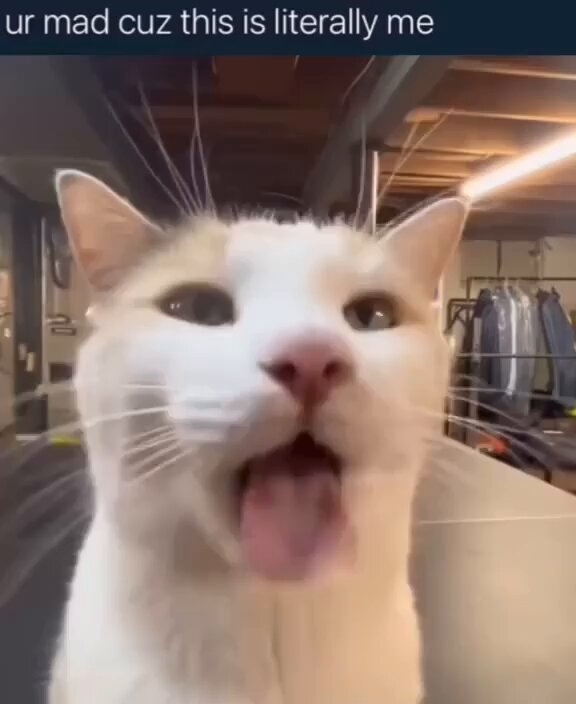 Punch Cat - https://t.co/t2ZSWYJi6E