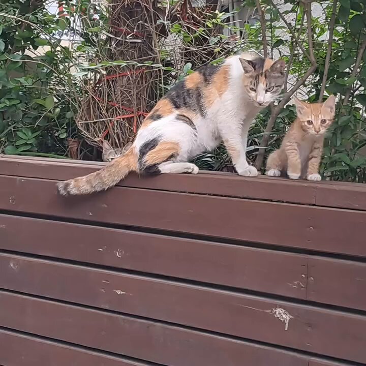 CAT LOVERS - https://t.co/EabNNrqoOR