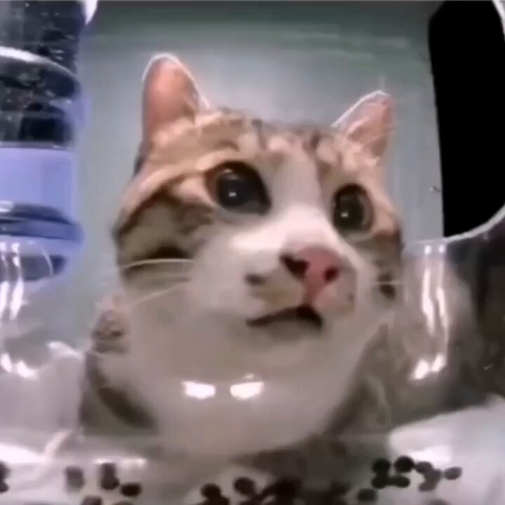 Punch Cat - https://t.co/2TcSXwxLqT