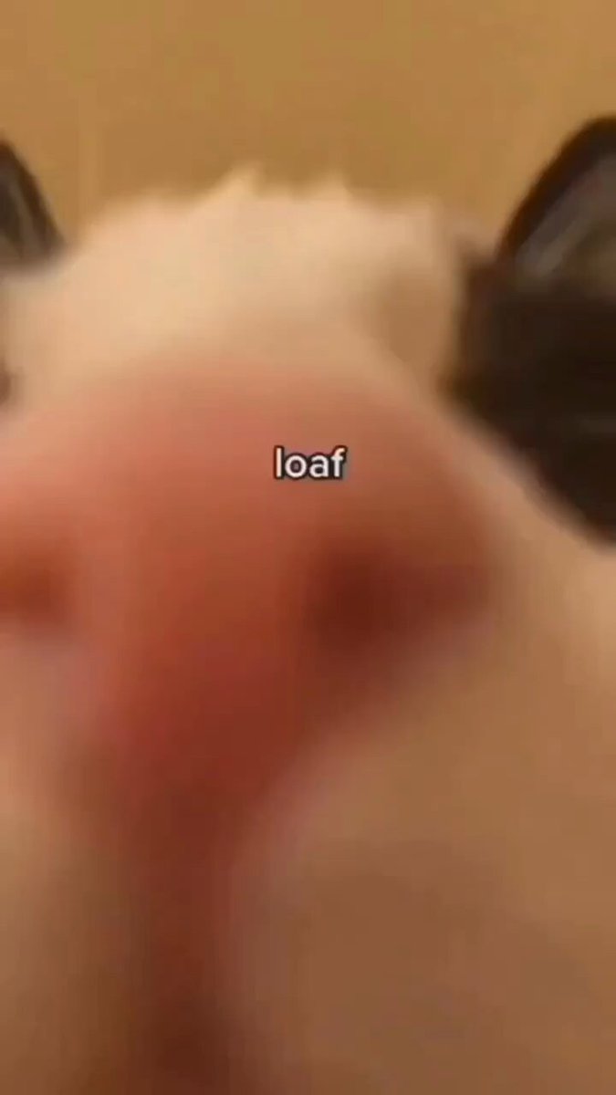 Punch Cat - https://t.co/KPCBcbQYxm