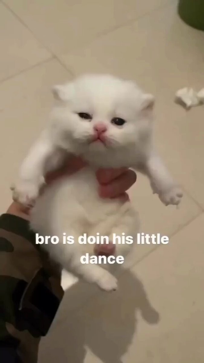 Punch Cat - https://t.co/9FuvmYEm8P