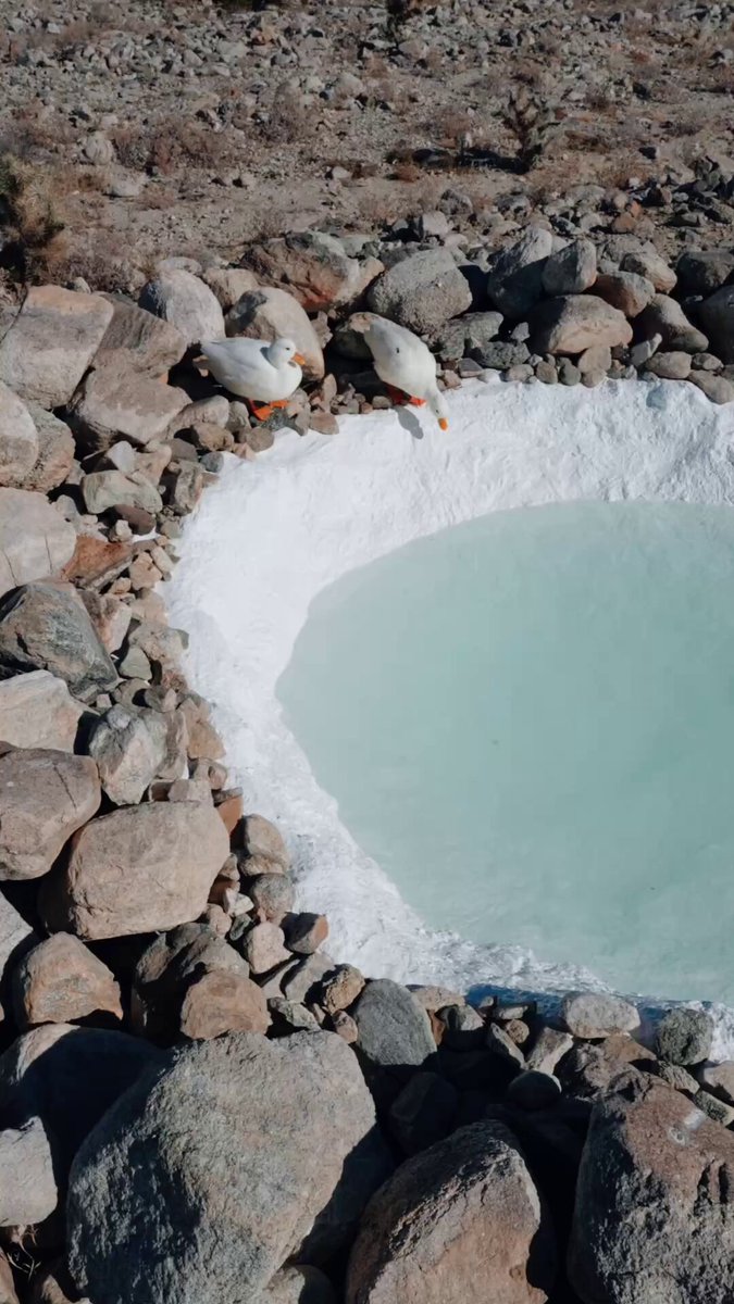 9GAG ❤️ Memeland - this video soothes my soul  📹 ducks_in_space_ | IG