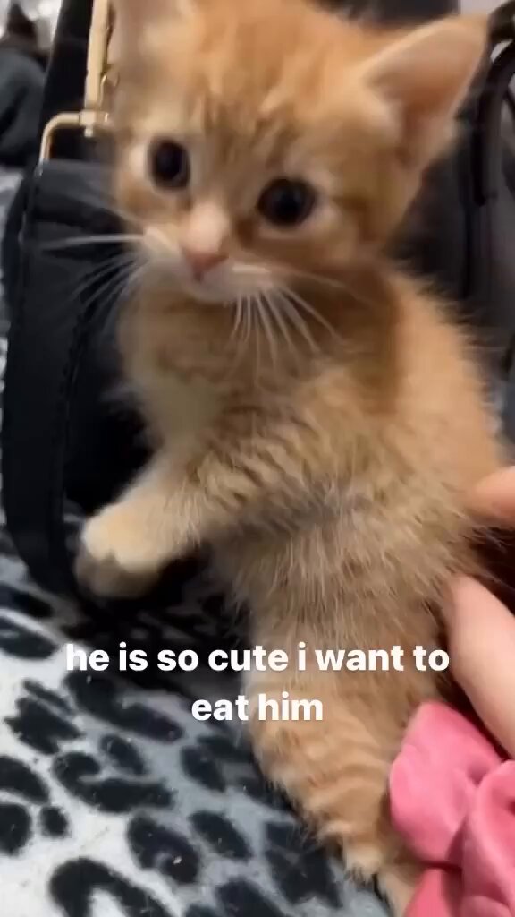 Punch Cat - https://t.co/8JVYCyUOD8