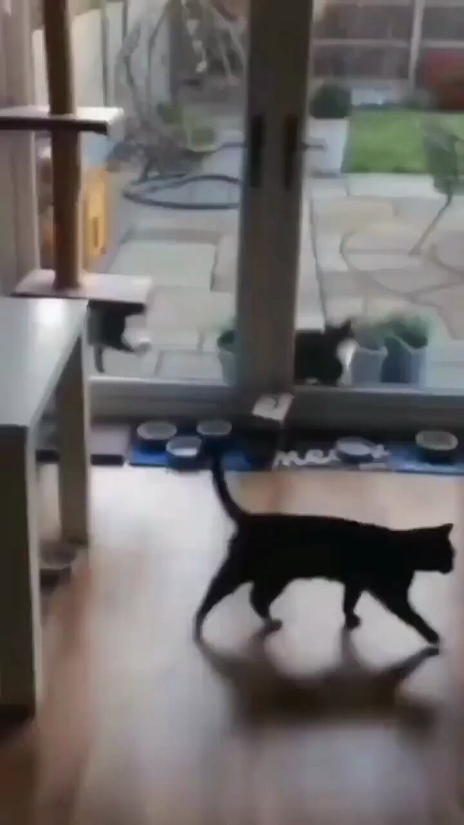 Punch Cat - https://t.co/TMSHxw67GA