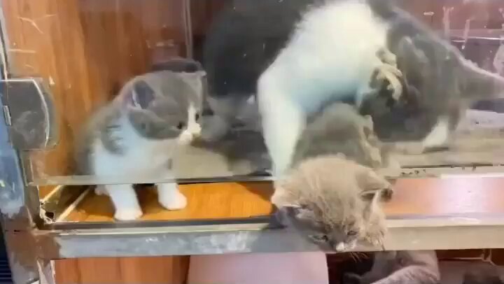 Punch Cat - https://t.co/TLoAeIQscZ