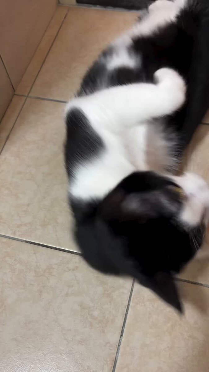 CAT LOVERS - https://t.co/WhYdioecjl