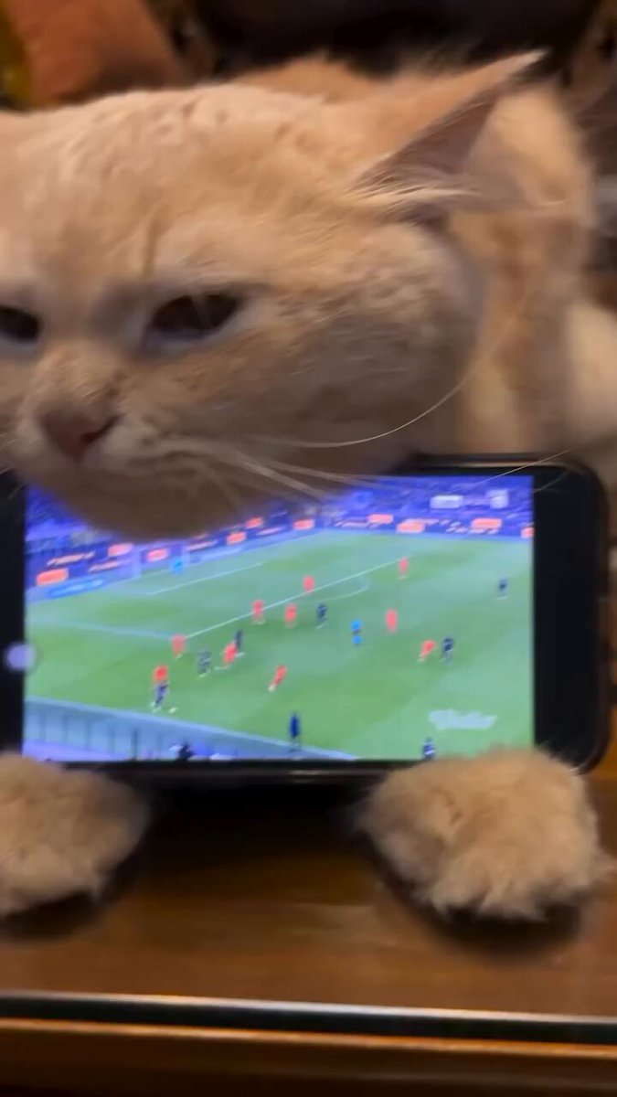CAT LOVERS - https://t.co/o3L0vbBQ9m