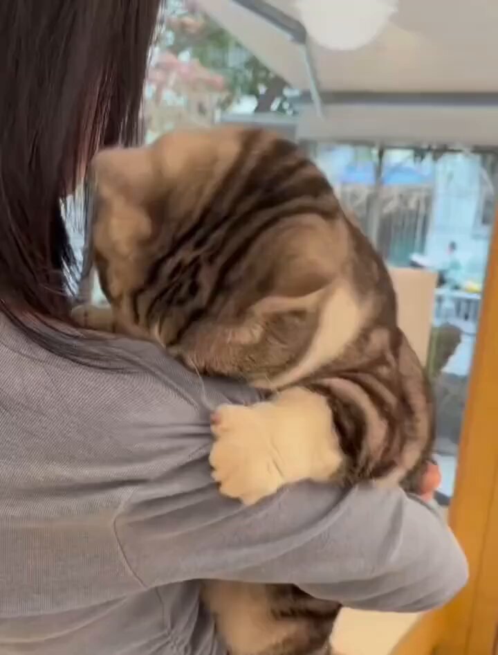 CAT LOVERS - https://t.co/sgkTd6PD9o