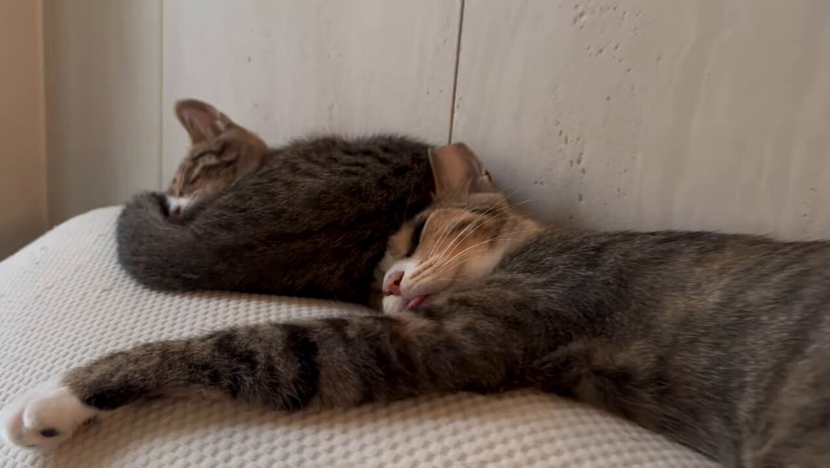 CAT LOVERS - https://t.co/Qo9eyYxYgE