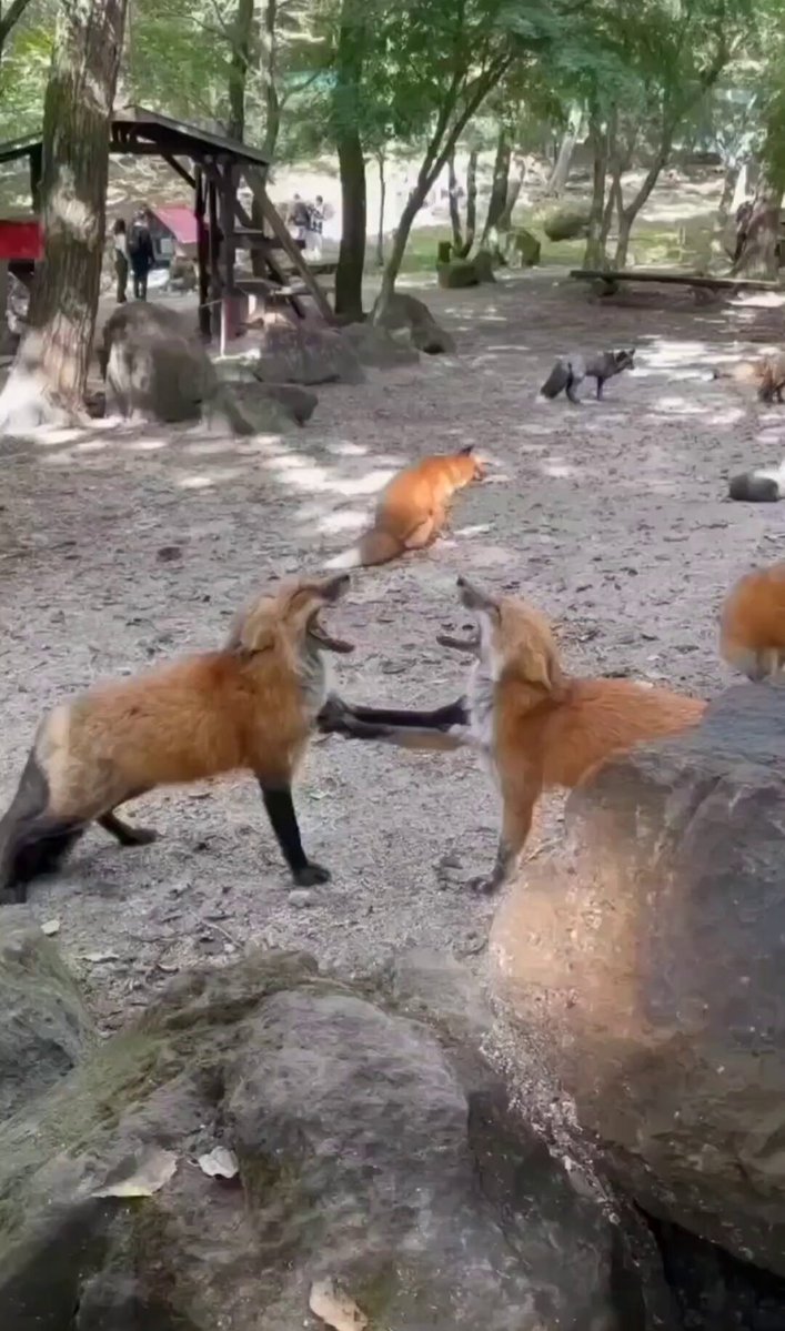 Nature is Phenomenal - what are they talking about with each other?
