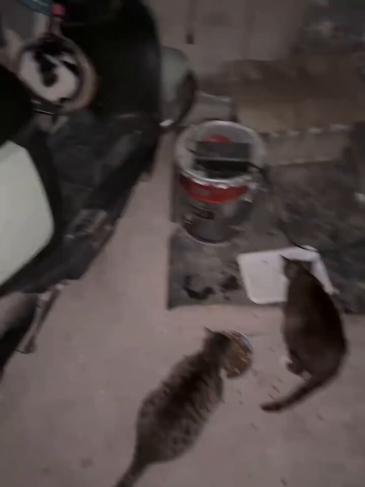CAT LOVERS - Safety first — this kitten turned a helmet into the coziest little se...