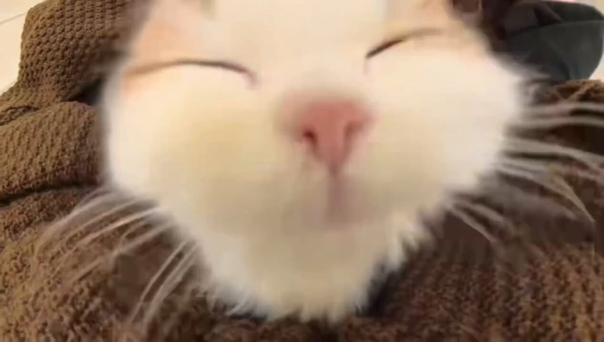 CAT LOVERS - https://t.co/ECgi2CyVvY