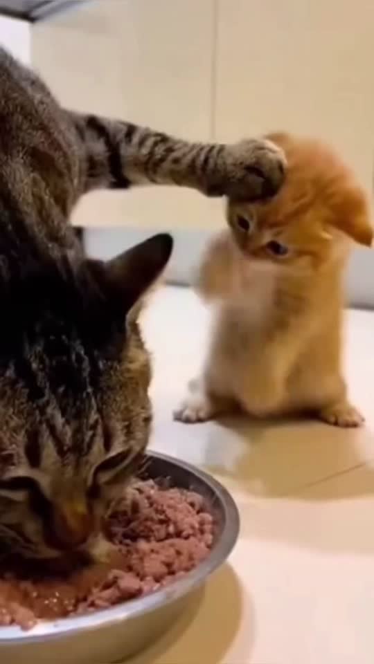 Vidéo