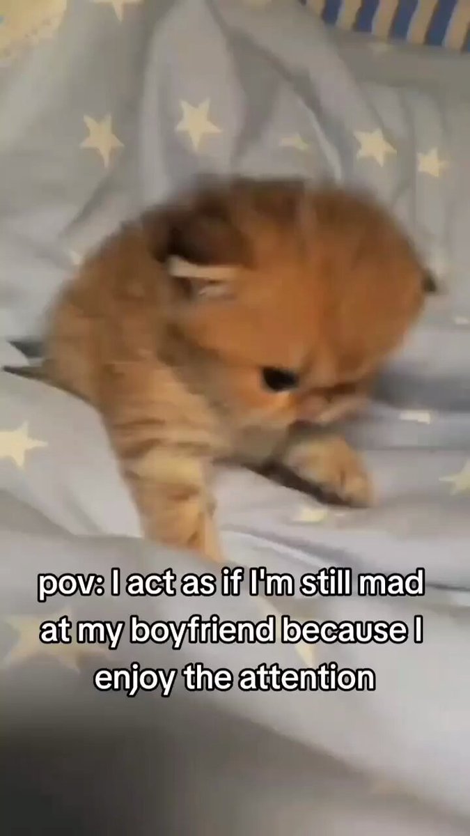 Punch Cat - https://t.co/jTQsCqO4py