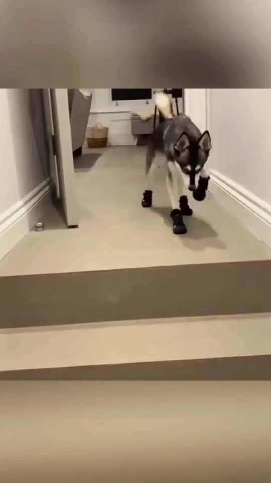 #dogs #funnydogs #funnydogsoftiktok #viraldogs #viraldogsoftiktok 