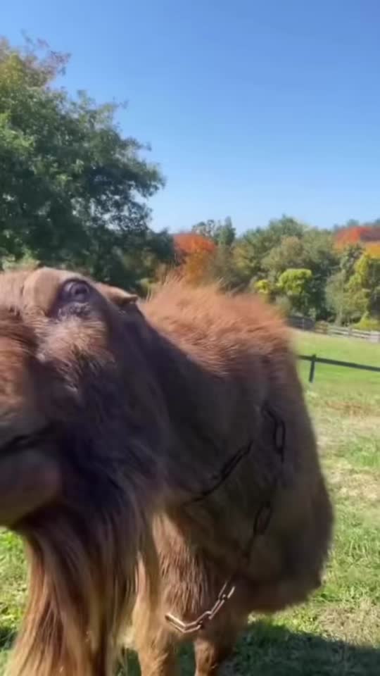 #stupid #goat #funnyvideo #meme #viral 