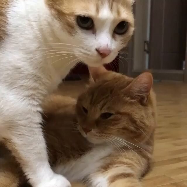 CAT LOVERS - When you hate everything in life