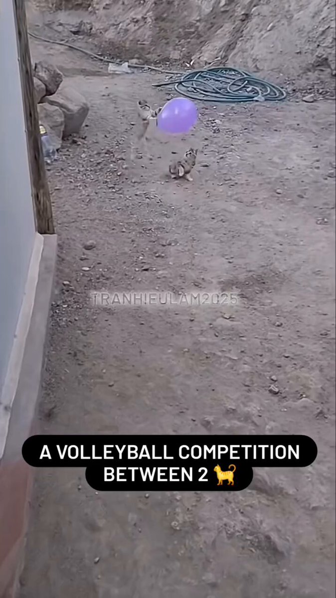 CAT LOVERS - https://t.co/dT0SFWNPX5