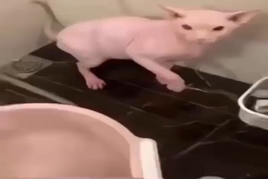 Punch Cat - https://t.co/JXLAmK9522