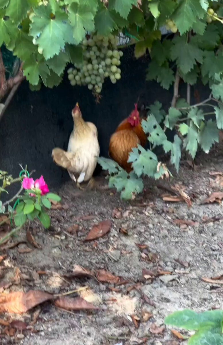 Nature is Phenomenal - A smarter chicken!! 😂😂