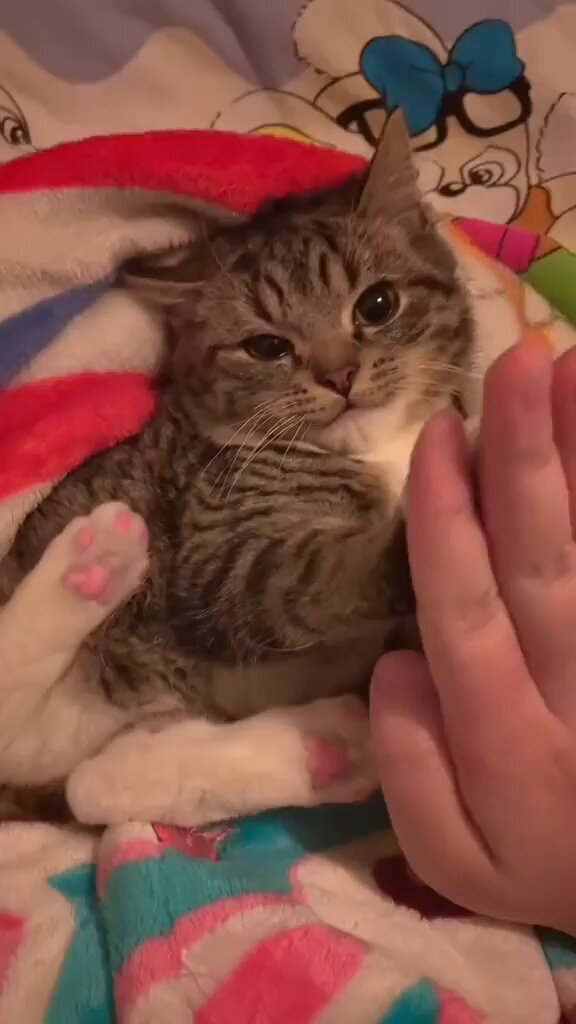 Punch Cat - https://t.co/fbJubMlaeW